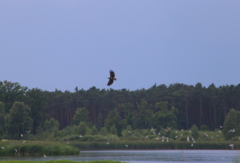 Haliaeetus albicilla