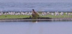 Haliaeetus albicilla