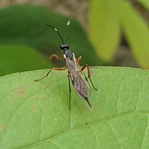 Helcostizus restaurator