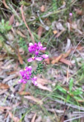 Comesperma ericinum