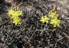 Bulbine flexuosa