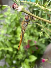 Pantala flavescens