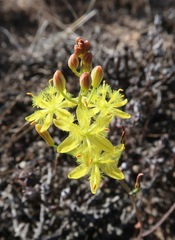 Bulbine flexuosa