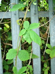 Rubus eboracensis