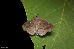 Adrapsa ablualis
