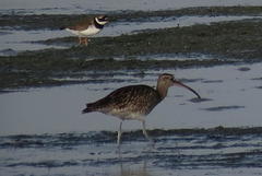 Numenius phaeopus phaeopus