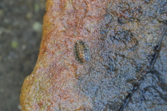 Lepidochitona cinerea