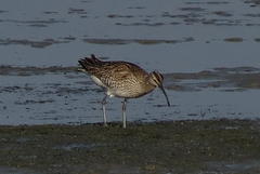 Numenius phaeopus phaeopus