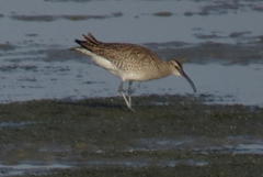 Numenius phaeopus phaeopus