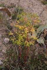 Euphorbia stricta