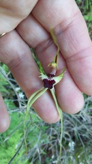 Caladenia atrovespa