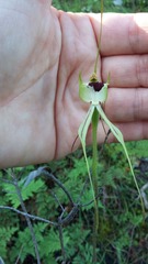Caladenia atrovespa
