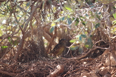 Chlamydera guttata