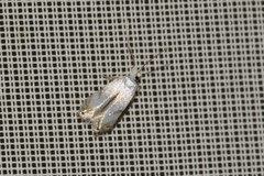 Pseudopostega crepusculella