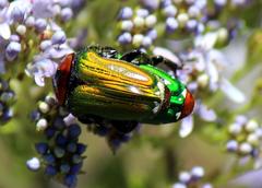 Leucocelis haemorrhoidalis