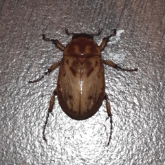 Cyclocephala lunulata