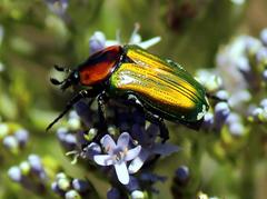 Leucocelis haemorrhoidalis