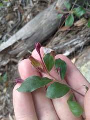 Grevillea mucronulata