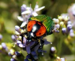 Leucocelis haemorrhoidalis