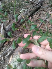 Grevillea mucronulata