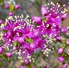 Homalocalyx coarctatus