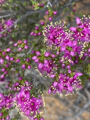 Homalocalyx coarctatus