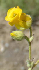 Hermannia althaeoides