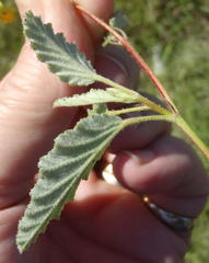 Hermannia althaeoides