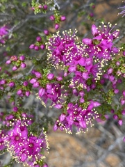 Homalocalyx coarctatus