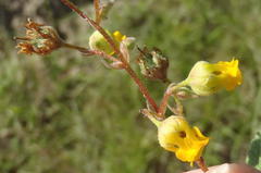 Hermannia althaeoides