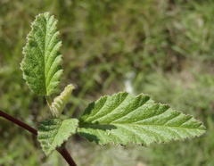 Hermannia althaeoides