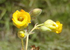 Hermannia althaeoides