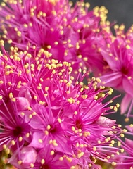 Homalocalyx coarctatus