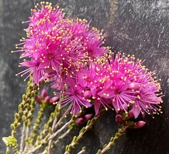 Homalocalyx coarctatus