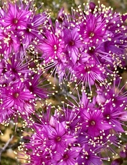 Homalocalyx coarctatus