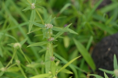 Spermacoce pusilla