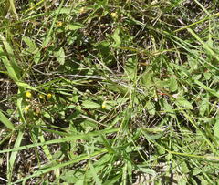 Hermannia althaeoides