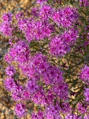 Homalocalyx coarctatus