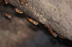 Periplaneta australasiae