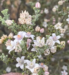 Philotheca tomentella