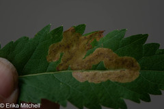 Agromyza valdorensis