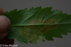 Agromyza valdorensis