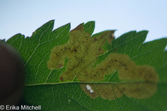 Agromyza valdorensis