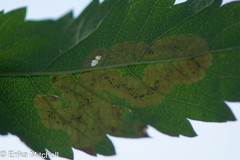 Agromyza valdorensis