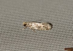 Nemapogon nevadella