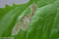 Liriomyza taraxaci
