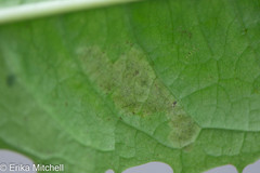 Liriomyza taraxaci