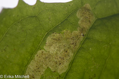 Liriomyza taraxaci