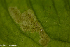 Liriomyza taraxaci