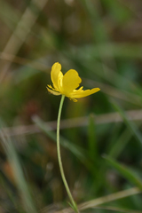 Ranunculus sartorianus